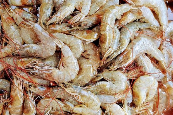 แนวโน้มอุตสาหกรรมกุ้ง